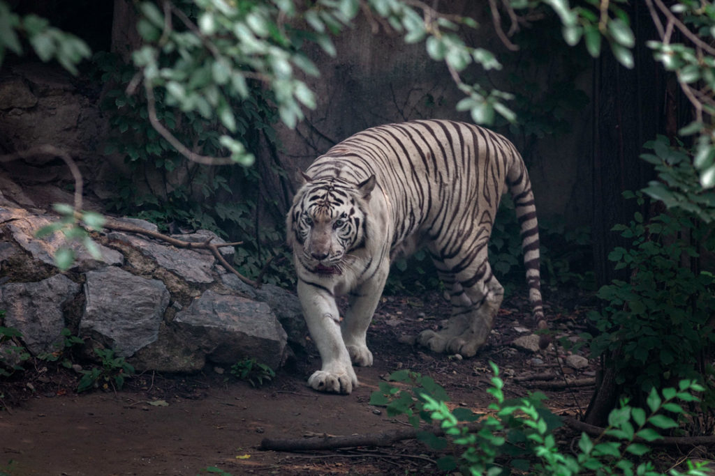 Tigre blanc marchant dans son enclos naturel, à Pékin, Chine, durant l'été 2013.
